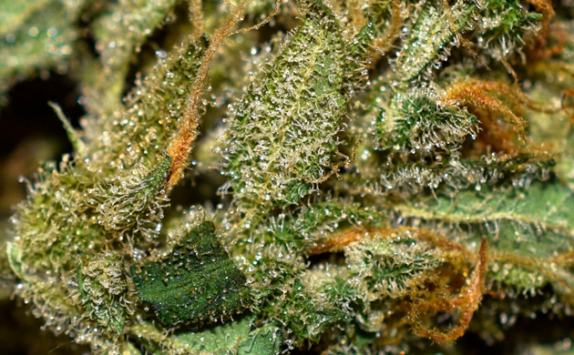 Результат выращивания Прозрачные трихомы