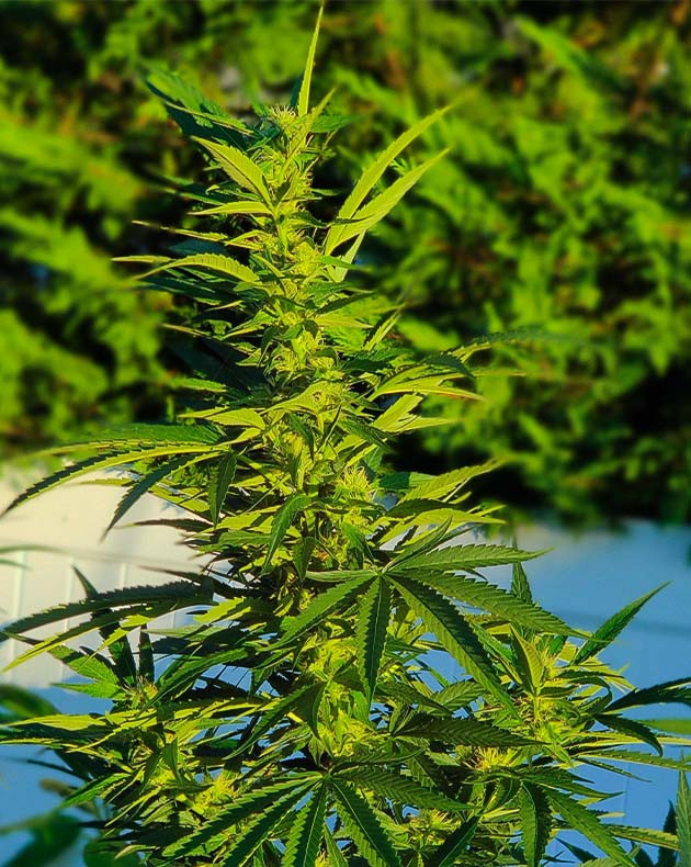 Перевод на цветение куста Wedding Gelato Стимуляция цветения куста Wedding Gelato