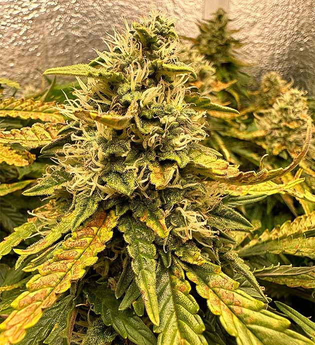 Пожелтение листьев каннабиса Стресс у конопли