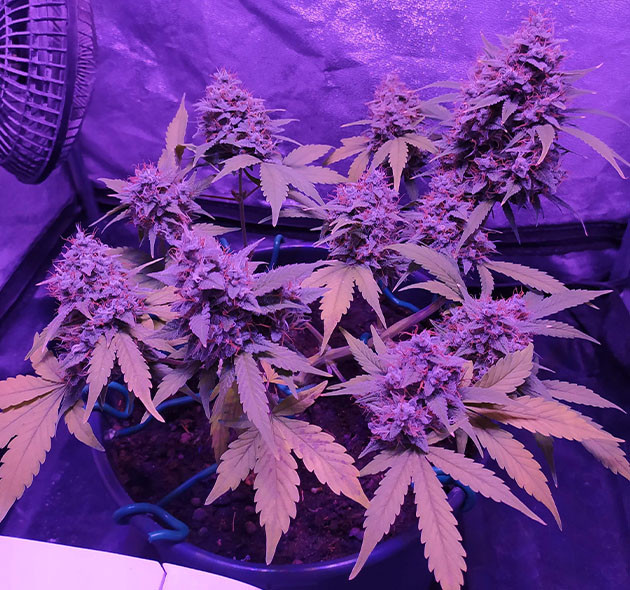 Куст конопли готовый к харвесту Куст конопли с желтыми листьями