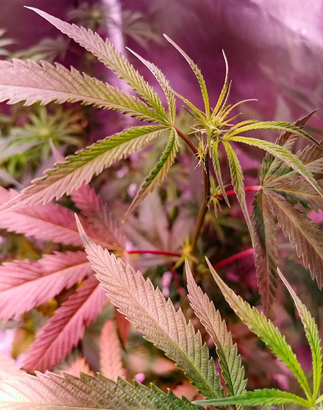 Рост марихуаны и изменения в составе питания Куст Gorilla Glue от Monster Genetics на стадии цветения