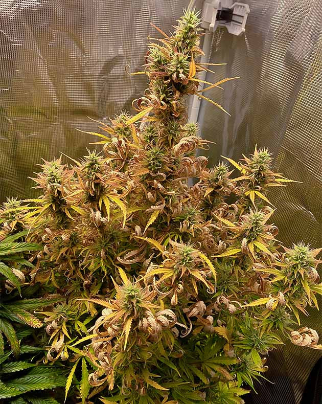 Появление мутных трихом на 10 неделе Куст конопли с сухими листьями