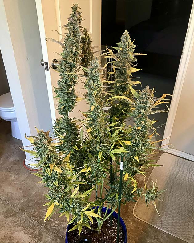 Куст Auto Chocolate Skunk на 10 неделе выращивания Куст на 10 неделе выращивания