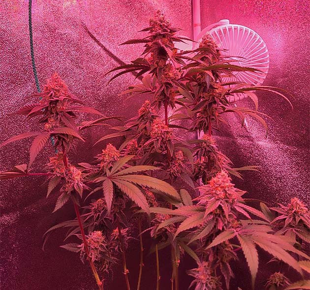 Завершающие этапы цветения конопли Каннабис в цветении