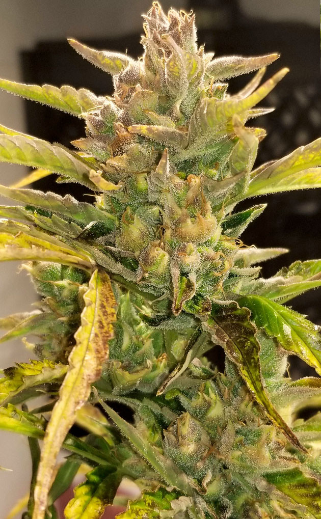 Итоги грова растихи West Coast OG Бошки марихуаны