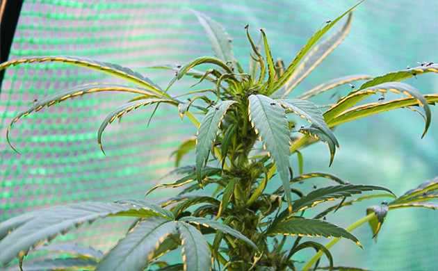 Химический ожог листьев Ожоги на листьях