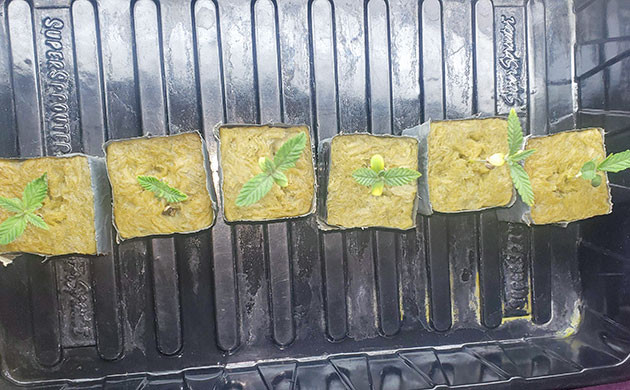 Подготовка гроурума к грову Здоровые саженцы Мимоза Шот на старте