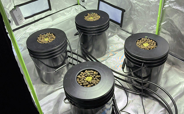 Проращивание в минеральных кубках и пересадка в гидропонные горшки 4 ростка Delicious Candy Early Version