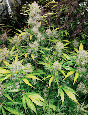 Появление аромата через месяц цветения Конопля перед харвестом