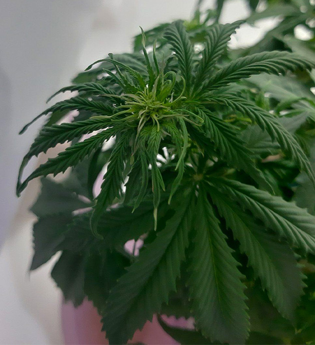 Устранение недостатка питания Внешний вид Critical Orange Punch Auto