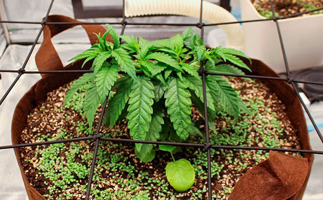 Sugar Bomb Punch дневник по выращиванию Гроурепорт сорта Sugar Bomb Punch