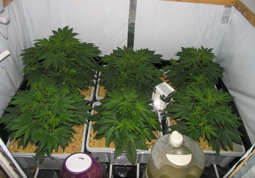 Применение дефолиации Рост кустов Jack Herer 33 см в высоту