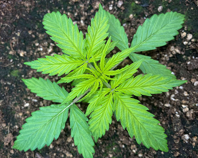 Titan F1 Auto: ускорение развития Быстрый рост Titan F1 Auto