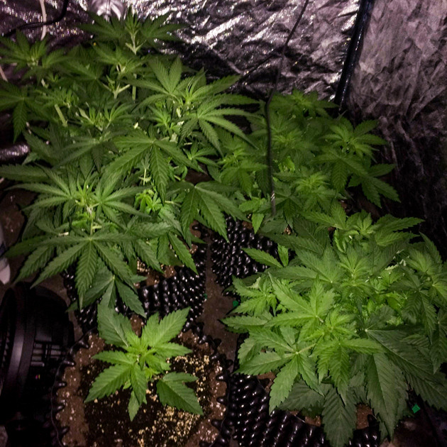 Последняя неделя веги Auto White Widow fem Каннабис Auto White Widow fem на 4 неделе грова