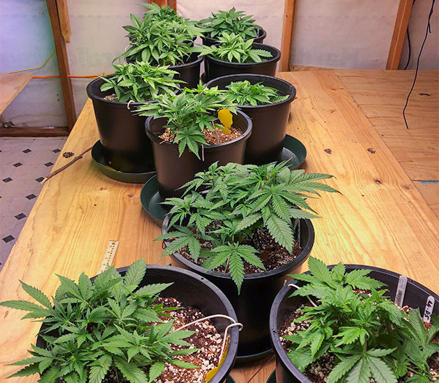 Стимуляция цветения сорта Gelato Auto Перевод на цветение растения Gelato Auto