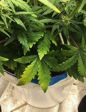 Блокировка питательных веществ на 6 неделе Пожелтевшие листья конопли