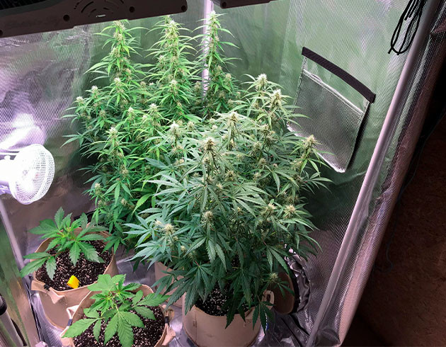 Дефолиация конопли на 5 неделе Обрезка листьев конопли