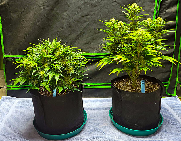 Перевод на цветение куста Strawberry Amnesia Аромат, фото и ожидания Apricot Auto