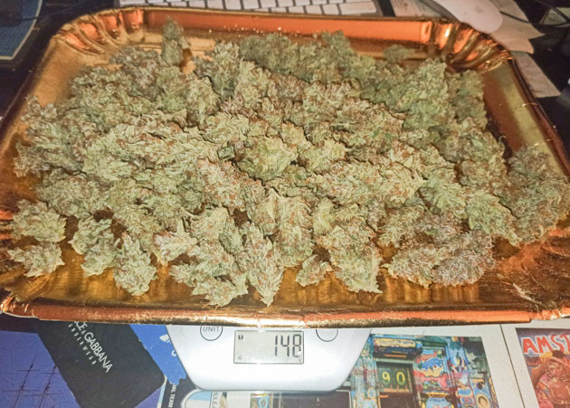 Сбор урожая Tropicana Cookies Auto Процесс обрезки Tropicana Cookies Auto