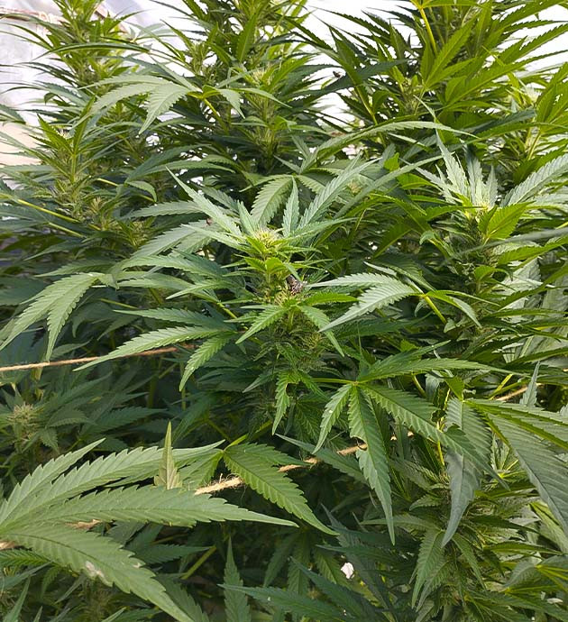 Начало цветения Runtz Fast Flowering Естественный световой режим для Runtz Fast Flowering