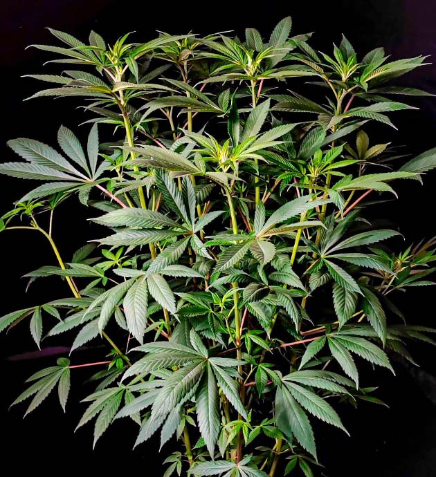 Гроурепорт сорта Sweet Cherry Pie Sweet Cherry Pie дневник по выращиванию