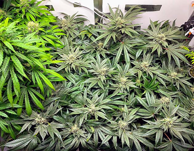 Перевод на цветение куста Pineapple Chunk Стимуляция цветения куста Pineapple Chunk