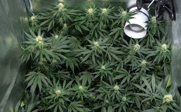 Формирование соцветий марихуаны Delicious Candy Early Version fem Соцветия конопли