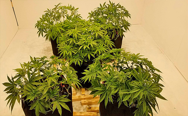 Количество удобрений для конопли сорта Amherst Sour Diesel Конопля Amherst Sour Diesel