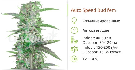 Сорт марихуаны Auto Speed Bud Auto Speed Bud от Female Seeds