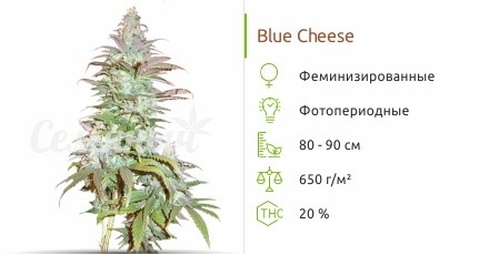 Сорт конопли Blue Cheese Blue Cheese fem от Barney’s Farm