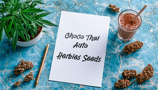 Выращивание сорта марихуаны Choco Thai Auto от Herbies Seeds Гроурепорт сорта Choco Thai Auto от сидбанка Herbies Seeds