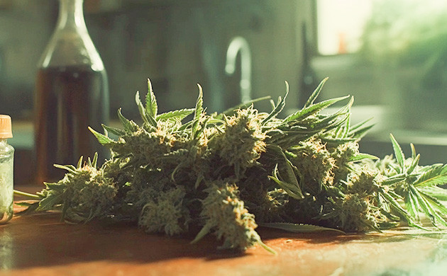 Как приготовить конопляный сок из свежего каннабиса