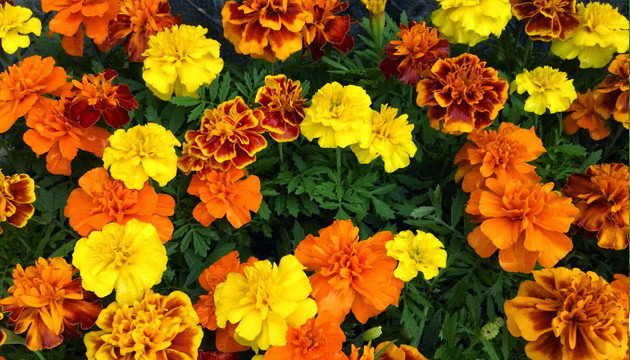 Бархатцы стимулируют рост марихуаны Бархатцы или календула