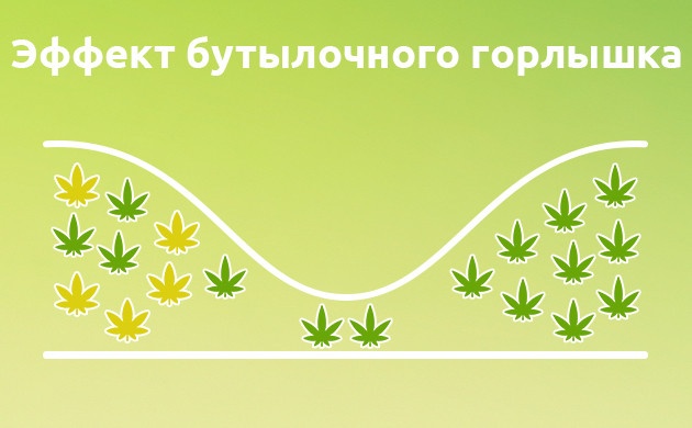Как эффект бутылочного горлышка влияет на генетику конопли Эффект бутылочного горлышка в генетике конопли