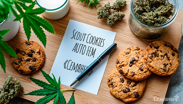 Выращивание сорта марихуаны Scout Cookies Auto от «Семяныча» Гроурепорт сорта Scout Cookies Auto от «Семяныча»