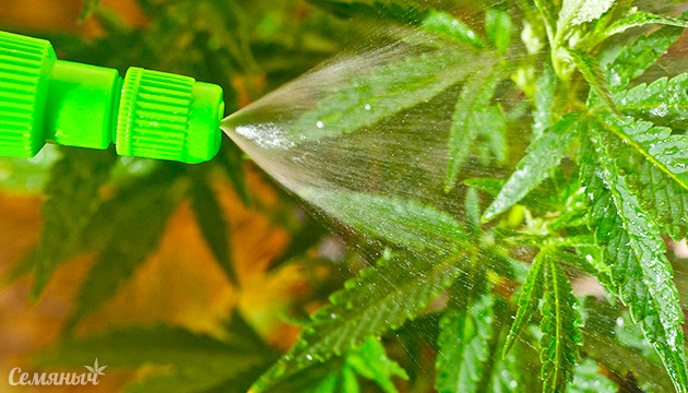 Внесение лиственных удобрений Внекорневая подкормка конопли