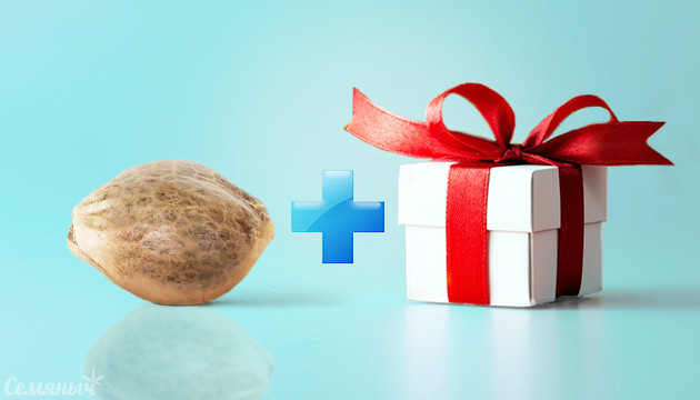 Бонусные семена марихуаны в каждом заказе Подарки от Семяныча