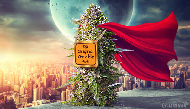 Новый сидбанк на Семяныче Original Sensible Seeds