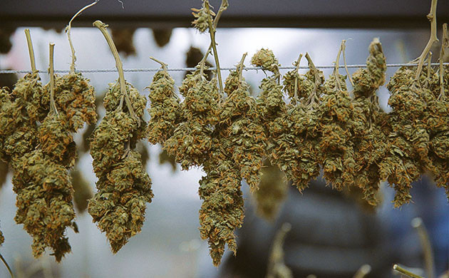 Сушка попкорновых шишек Как сушить шишки попкорна