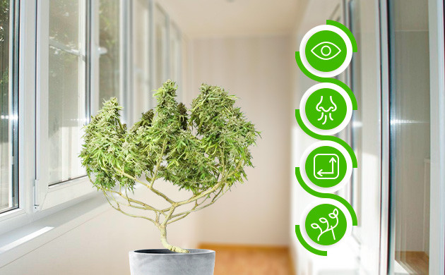 Каннабис-нинзя на балконе Безопасное выращивание конопли на балконе