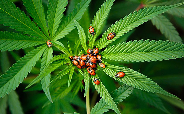 Вредители конопли в индоре Вредители конопли после пересадки в индор