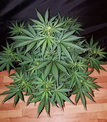 Выращивание марихуаны Auto White Widow в индоре Auto White Widow вид сверху