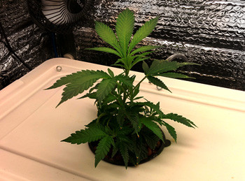 Использование питательных веществ на 5 неделе выращивания Саженец Fruit Punch