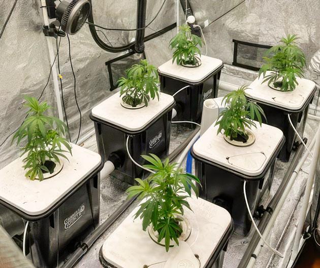 Первая подкормка клонов стимулирует рост и развитие конопли Рост клонов после первой подкормки: ускорение высоты и боковой массы