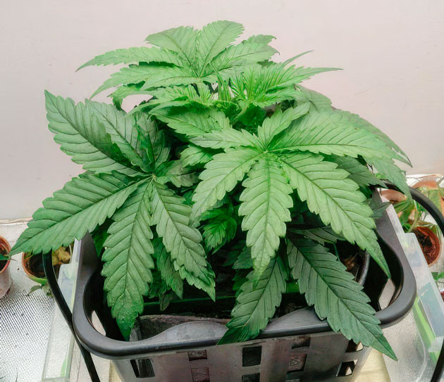 Увеличение дозы удобрений и полива Куст Auto Orange Bud от Dutch Passion на 3 неделе выращивания