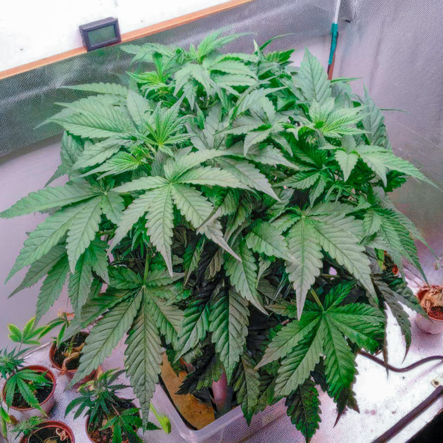 Рост и активное наращивание листвы Куст Auto Orange Bud на 5 неделе выращивания