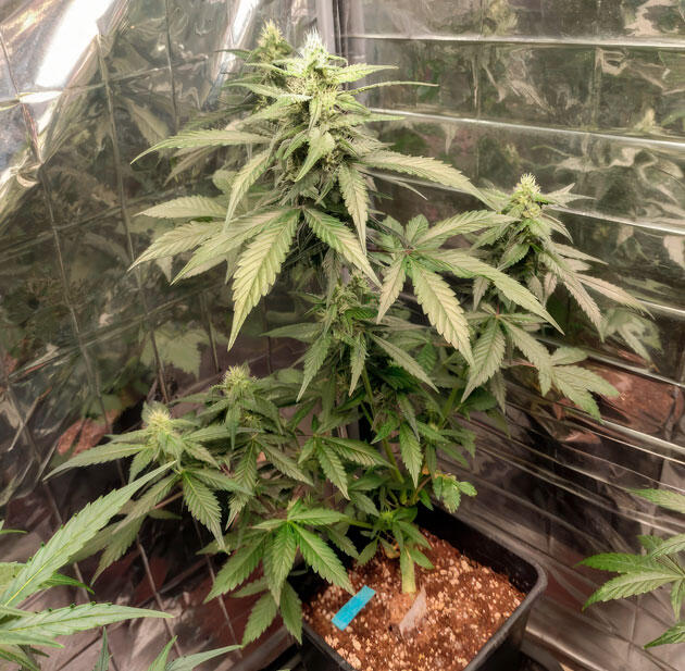 Cладкий запах с примесью сканка Куст Strawberry Gorilla Auto на стадии цветения