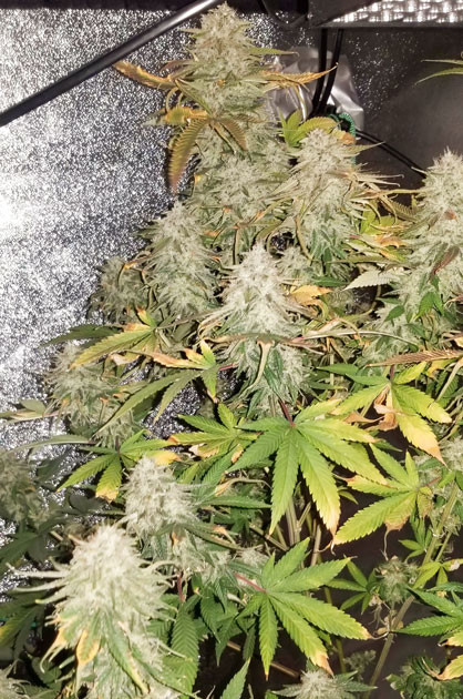 Завершение цветения Куст Green Crack 2.0 от Humboldt Seed Organization на завершении цветения