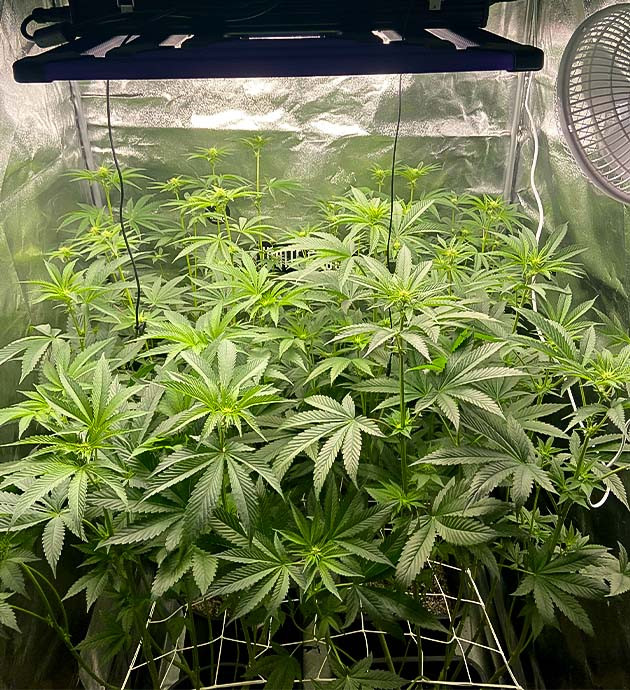 Борьба с высотой Vanilla Frosting Регулировка света и дефолиация Vanilla Frosting