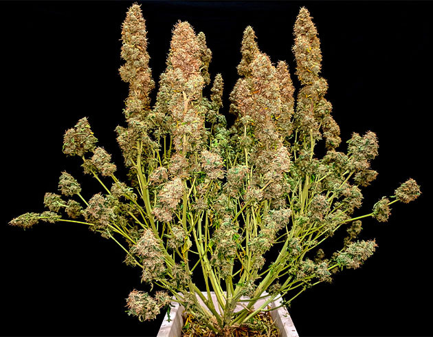 Сбор урожая Johnny Cage Auto Сбор урожая с кустов Johnny Cage Auto